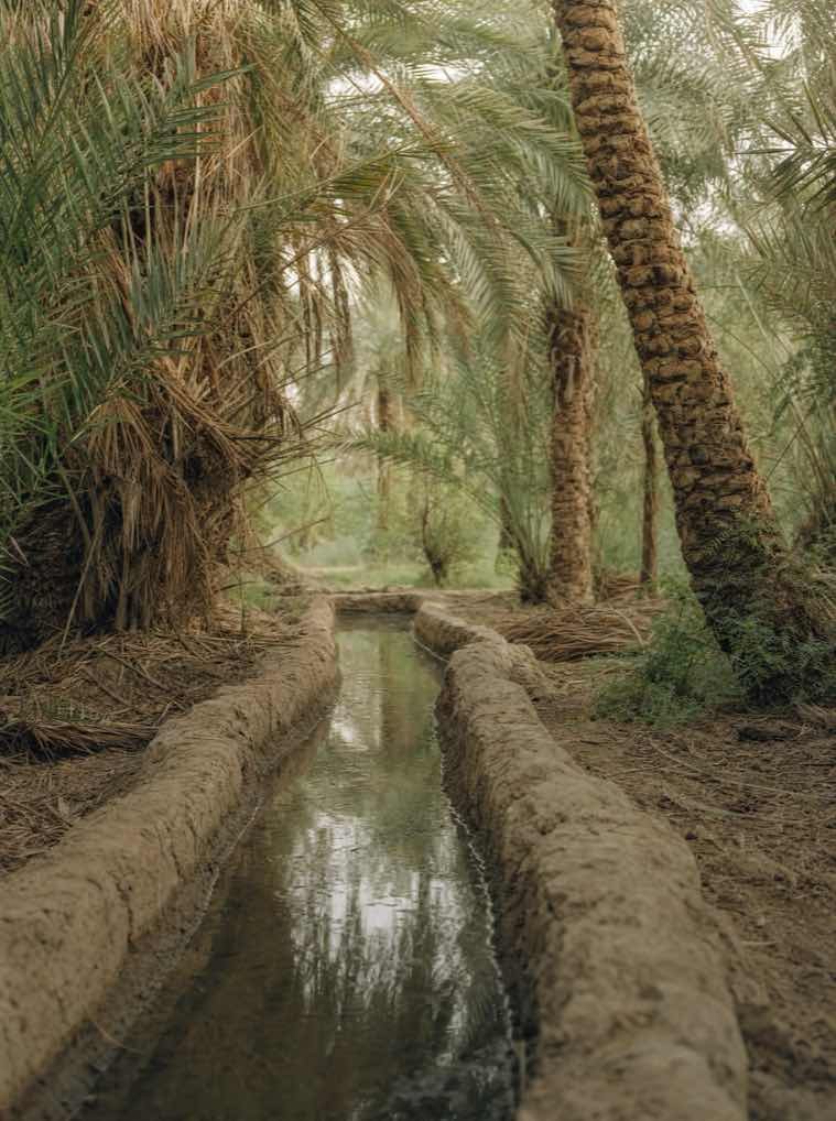 Acequia de agua corriendo entre palmeras, dentro de un palmeral cerrado.