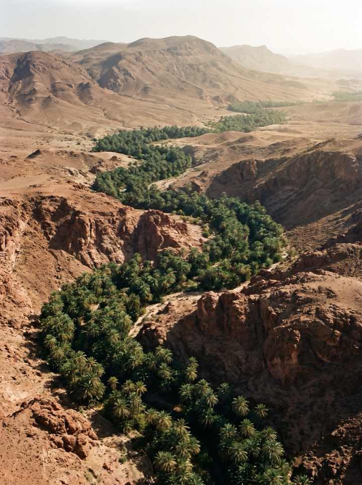 Palmeral denso siguiendo el curso de un río entre montañas secas.
